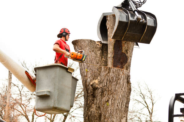 How Our Tree Care Process Works  in  Colorado City, AZ